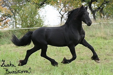 Zuzule com foto  027.jpg